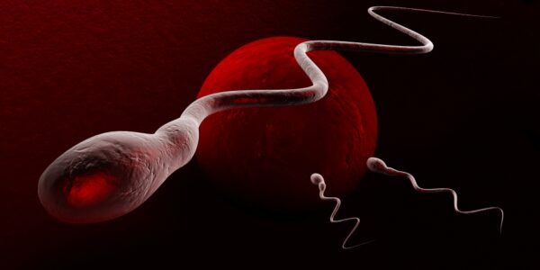3d Illustration of medically accurate illustration of human sperms and egg