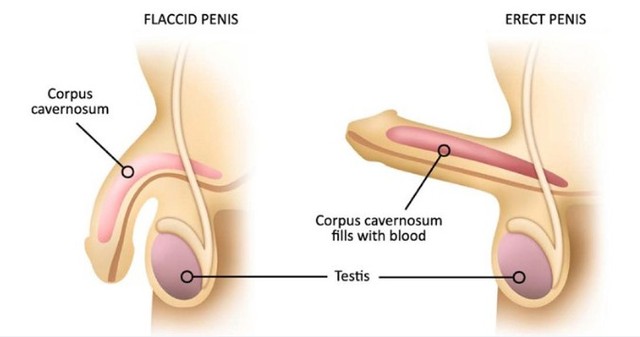 erectile-Male-Sexual-Dysfunction