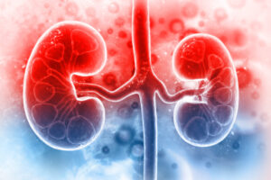 The Role of Hormones in Urology Understand Endocrine Influences